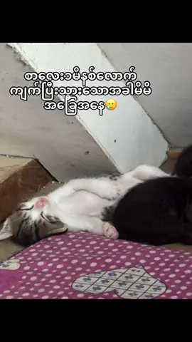 ပင်ပန်းတယ်နော့🥲#fypシ #fypage #ကြောင်ချစ်သူများအတွက် #ခေါင်းကြီးမိသာစု🤣 #❤️ 