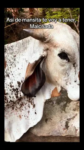 #💚 #ganado #viral #campo