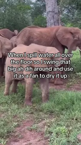 No need to waste paper towels ☺️#fyp #relatable #fypシ #food #dihhlopes #elephant 