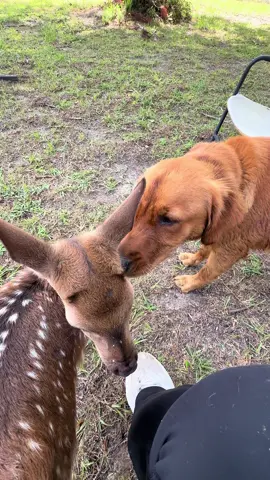 Henny loves her baby Blossom 🌸  . . . #bottlefeeding #deer #fawn #blossomthefawn #farm #goldenretriever #goldenretrieverlife #goldenretrieverpuppy #farming #farmtok #foryoupage #fypシ #fypシ゚viral 