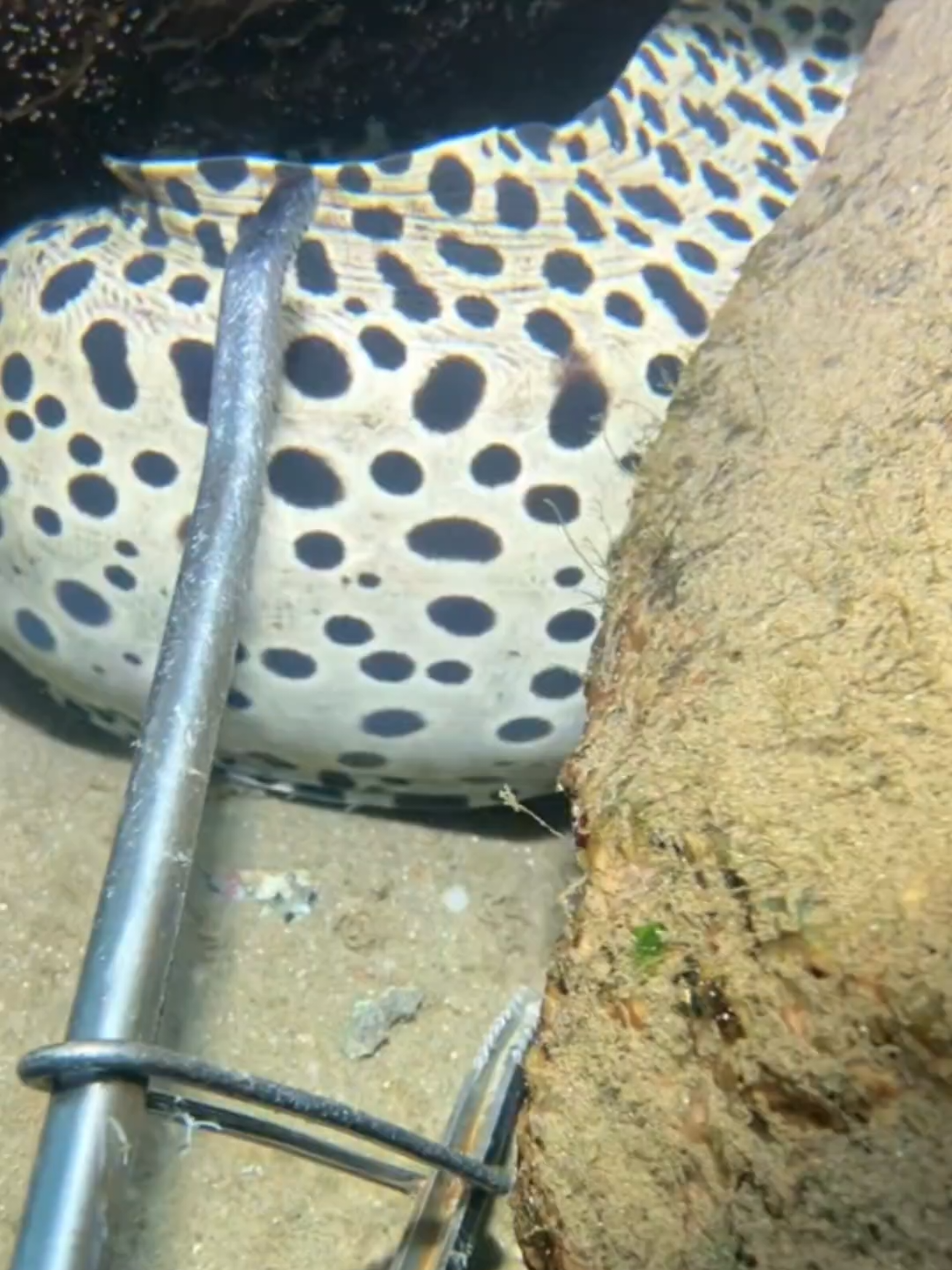 #diving #crab #catchthesea #seaside #seafood #fish #eel #lobster #seangsolofishing