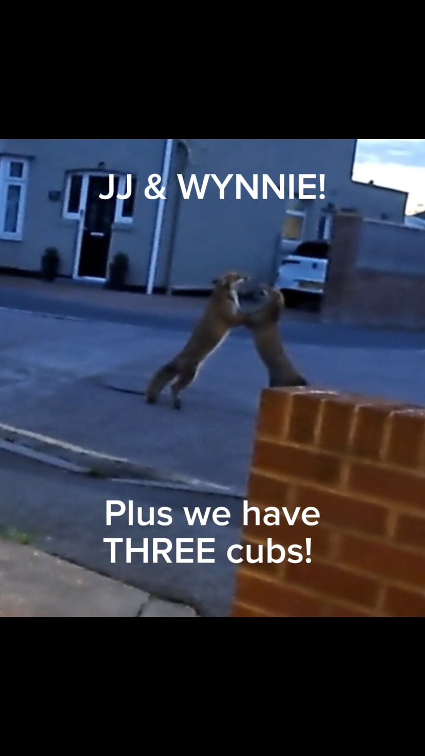 Three cubs, not two! Full videos YouTube@debs3289  #fox #wildlife #cute #fyp #viralvideo #cubs 