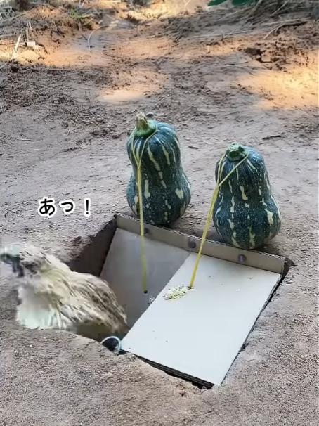 三歩あるくと忘れるウズラ #ウズラ, #罠, #エサ, #quails, #trap, #feed VOICEVOX：ちび式じい、雀松朱司、白上虎太郎、麒ヶ島宗麟、†聖騎士 紅桜†、