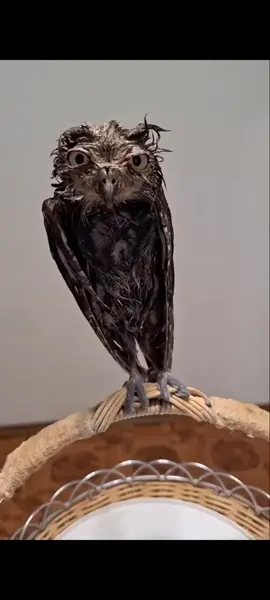 #бублик #edit#fur#owl
