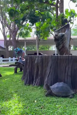 ขัดๆถูๆ หาเลข…รองวดหน้ากันหน่อย #aldabra #aldabratortoise #tortoise #tortoises #pet #petoftiktok 
