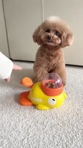 Amazon Cool Find for Pets Product Link in BIO-Amaz0n St0refront, Duck Dog Interative Treat Dispencer  This video is being shared for promotional purposes or to help others, credit to Panna Please FOLLOW for more AMAZON FINDS for PETS #tiktokmademebuyit #foryoupage #viral #fyp #amazon #amazongoodthings #amazonfinds #tiktokfinds #amazonmusthaves #amazonfavorites #amazonfinds2025 #viralproducts #thebaptisteshop #DogEnrichment #PuzzleFeeder #AmazonPetFinds #SmartDogToys #PetHack