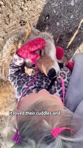 A coyote plotting revenge after being abandoned.#foryou #animals #coyote #cute #rescue 