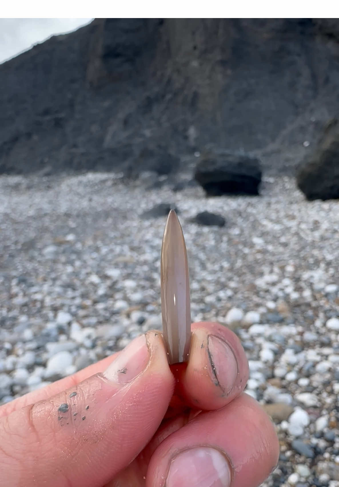 We came across a fresh mud LANDSLIDE! 🏝️ Amongst it, we found these fossils! 😍 These 100 Million Year Old Cretaceous specimens were so exciting to find, we are so pleased with them! 🌅  These are Belemnite fossils (Sqiid-like creatures) which we were lucky enough to find! 😍🦑 #natural #nature #fossil #fossils #ancient #animals #art #ammonite #ammonites #dinosaur #scientist  #minerals #paleontology #whitby #geologist #dorset #geology #charmouth #jurassic #yorkshire #fyp