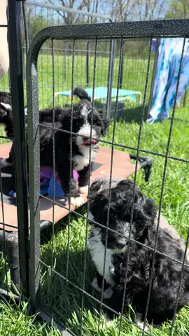 F1 Bernedoodles available in Ohio. Text Kerry at 937-570-7166 with any questions! #puppiesoftiktok #puppylife #puppytiktok #puppythoughts 