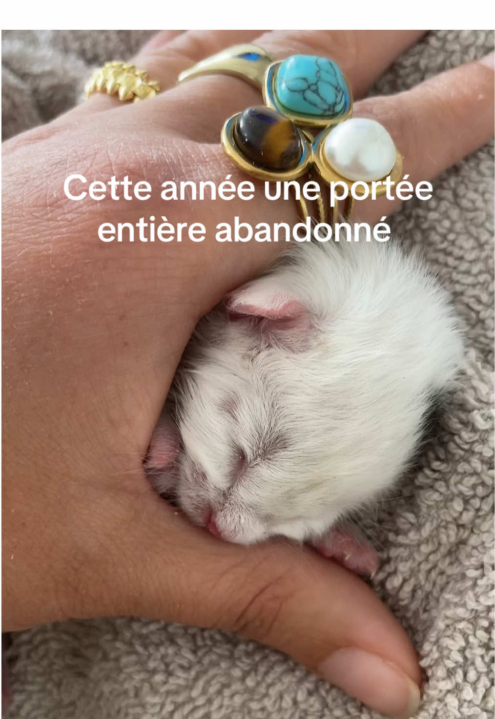 C’est la première année où nous avons un si petit chaton, je ne peux malheureusement le conserver à l’intérieur mon dernier est allergique nous en avons recueillit des plus âgés mais ils font leurs vies sur les différents espaces extérieurs. Un chaton de quelques jours demande des soins plus particulier il faut en avoir connaissance. #chaton #bebechat #catsoftiktok #adoptionchat #don #entraide 