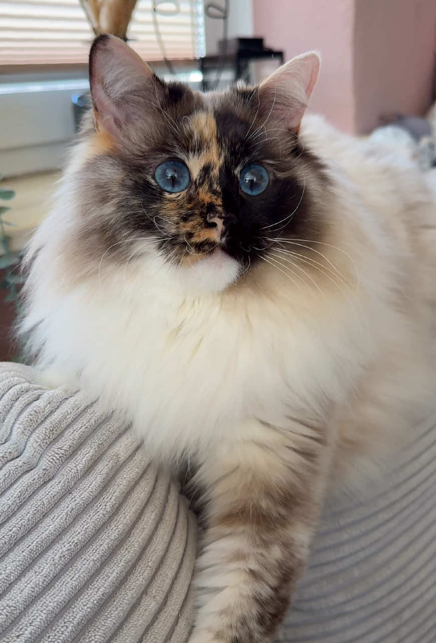 Lazy Sunday 😴 • • • #ragdoll #ragdollcats #ragdolllove  #ragdolloftiktok #ragdolloftheday #cat #cattok #catlove #katze #katzenliebe #chimera #chimeracat #twoface #twofacecat #doubleface #germancat #catInfluencer #catfluencer #petfluencer #catsoftheday #catlife #purrfect #catmodel #kittylove #pebbles #fyp #foryou