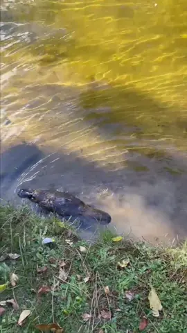 I was lucky to meet the platypus. The platypus is the most primitive egg-laying mammal in existence. It has a duck-like beak, webbed limbs and a beaver-shaped tail. The male has poisonous stings on its hind limbs. It lives in freshwater basins in eastern Australia and Tasmania. It is nocturnal and feeds on aquatic insects. Its fur contains bioluminescent substances and has a unique electro-sensory hunting ability. It is currently listed as a near-threatened species by the World Conservation Union. The main threats come from habitat fragmentation, dam construction, agricultural pollution and climate change. The population has decreased by about 30% in the past 30 years. Australia has included it in the protection list and carried out river restoration and monitoring projects, but urban expansion continues to squeeze its living space.#wildanimals #livingenvironment #platypus #life #protect 