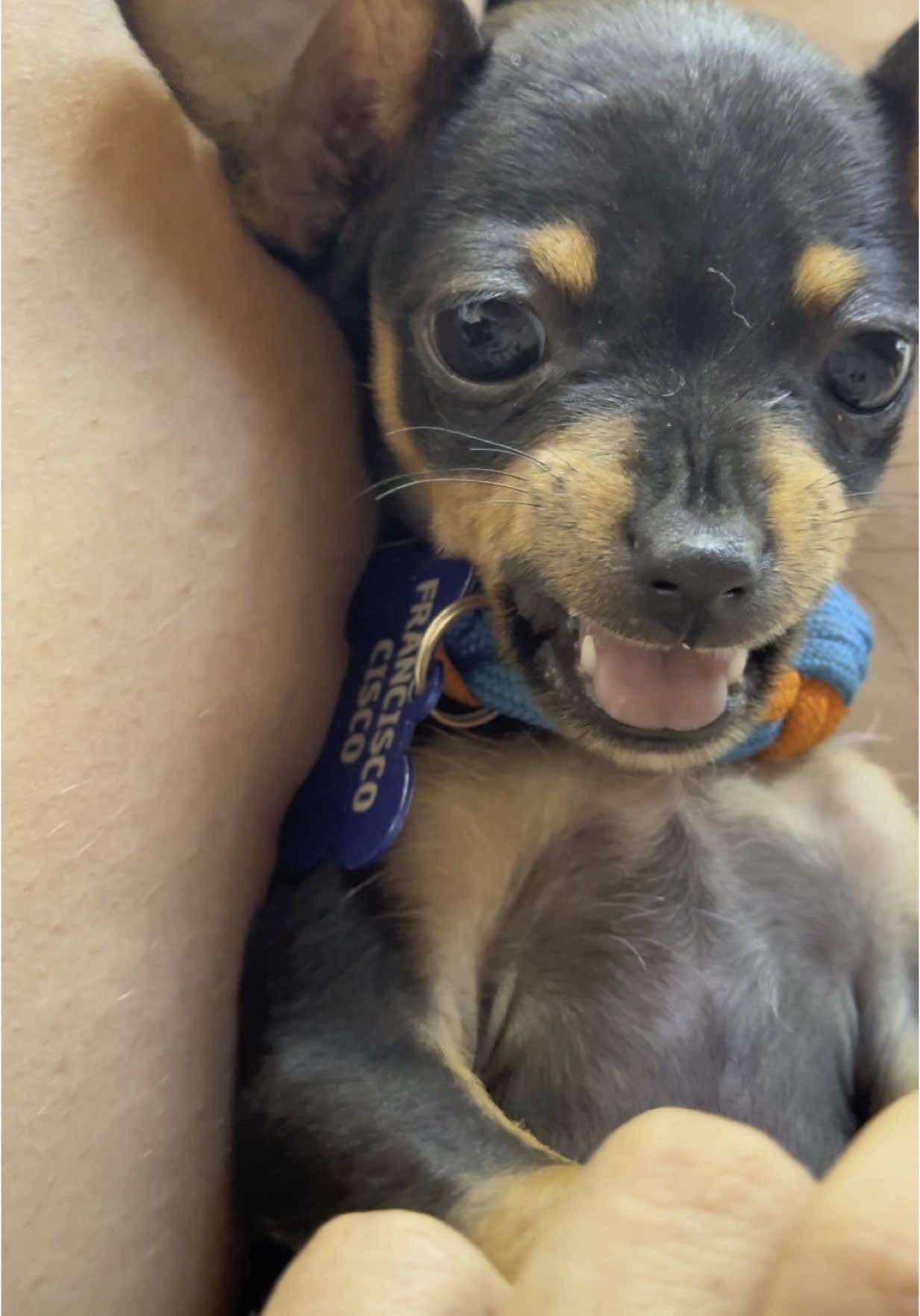 Seu pet é nervoso assim? Ou é mais calminho? 🤣🤣🤣🤣🤣#franciscocisco #viralvideotiktok #foryoupage #maedepets🐾❤️ #cachorro #viralizou #petbravos😅 