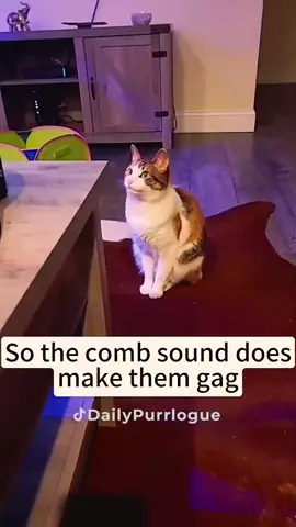 #cat #catsoftiktok #catlovers #cats #funnycats #catlover #funnycat #fyp 