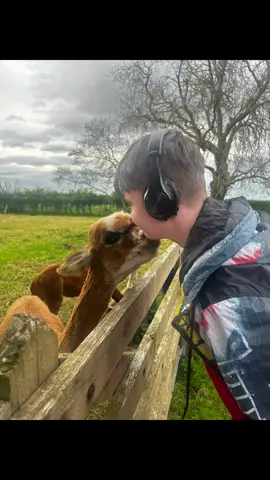 The love 🫶🦙💙 #AlpacaLife #BinevenaghAlpacas 