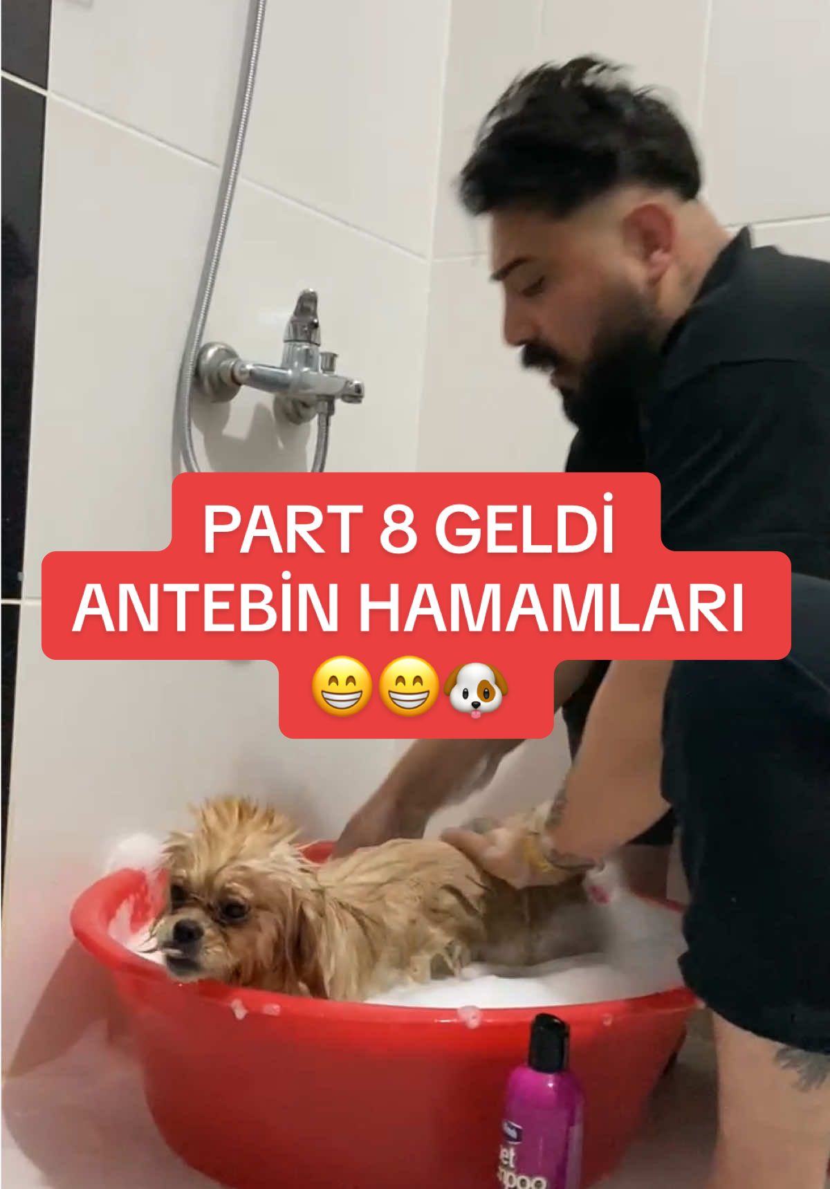 İyi Seyirler PART 8 .. #keşfet #trend #tiktokviral #ankara #hayvanlar #pekinez #ankara #köpekvideoları 