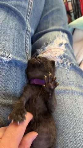 Baby Radar showing off her lethal claws. So dangerous. #adoptablekitten #kittenseason2025 #kitten #rescuecat #sofierce #babykitten #bottlebabykitten #blackkitten #kittenbiscuits @Symbiotic Inc 