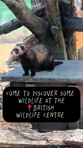 If your children have a love for wildlife then this is the place. It has over 40 different species of British wildlife from the tiniest mice to red reindeer. @British Wildlife Centre  📍 Eastbourne Road, Newchapel, Lingfield Surrey RH7 6LF Price - Save £1 when you book online: Adult – £16 Senior (Aged 65+) – £13.50 Child (Aged 3 – 15) – £9 🅿️ Free car park 