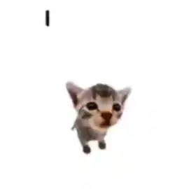 he can't hold it in 😞 #meme #cat #foryou #elgatito #fyp 