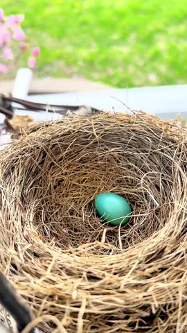 #sharingiscaring #robinsnest #robinegg #porchdecor #porchswing #eggchair #homedecor #tiktokshopfindsfyp #patiofurniture #porchmakeover #patiomakeover 