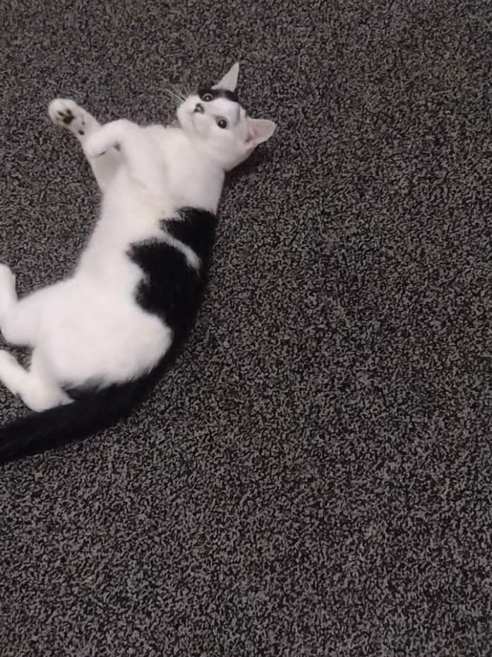 #fyp #playfulcat #kittensoftiktok #animallovers #cutekitten #naughtycat #cats #cutecat #cute #cat #catsoftiktok #adorable #heartwarming #kitten 