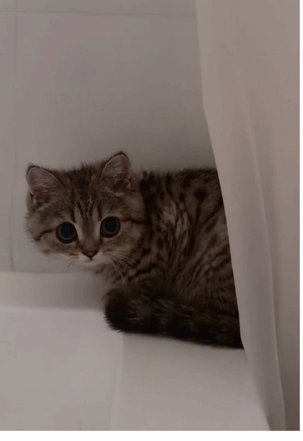 #cat 