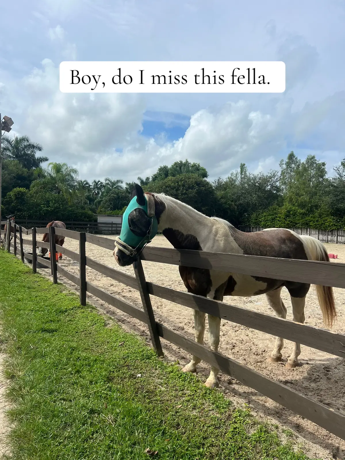 Wish I had more time. #florida #horses #horsesoftiktok #paint #apha 