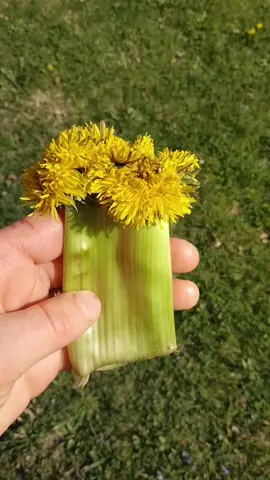 the seven headed dandelion from the Revelation 😤  #dandelion #weirdnaturefinds #weirdnature #giantdandelion 