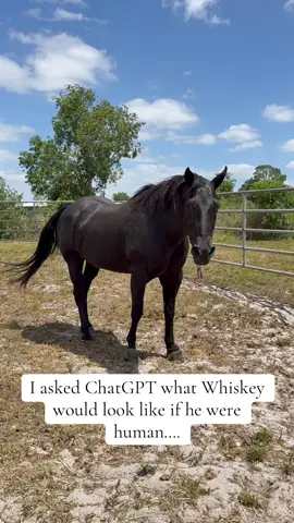 Well dang Whiskey! 🥃 #florida #horses #horsesoftiktok #horsegirl #blackhorses #blackhorsesoftiktok #quarterhorse #blackhorse 