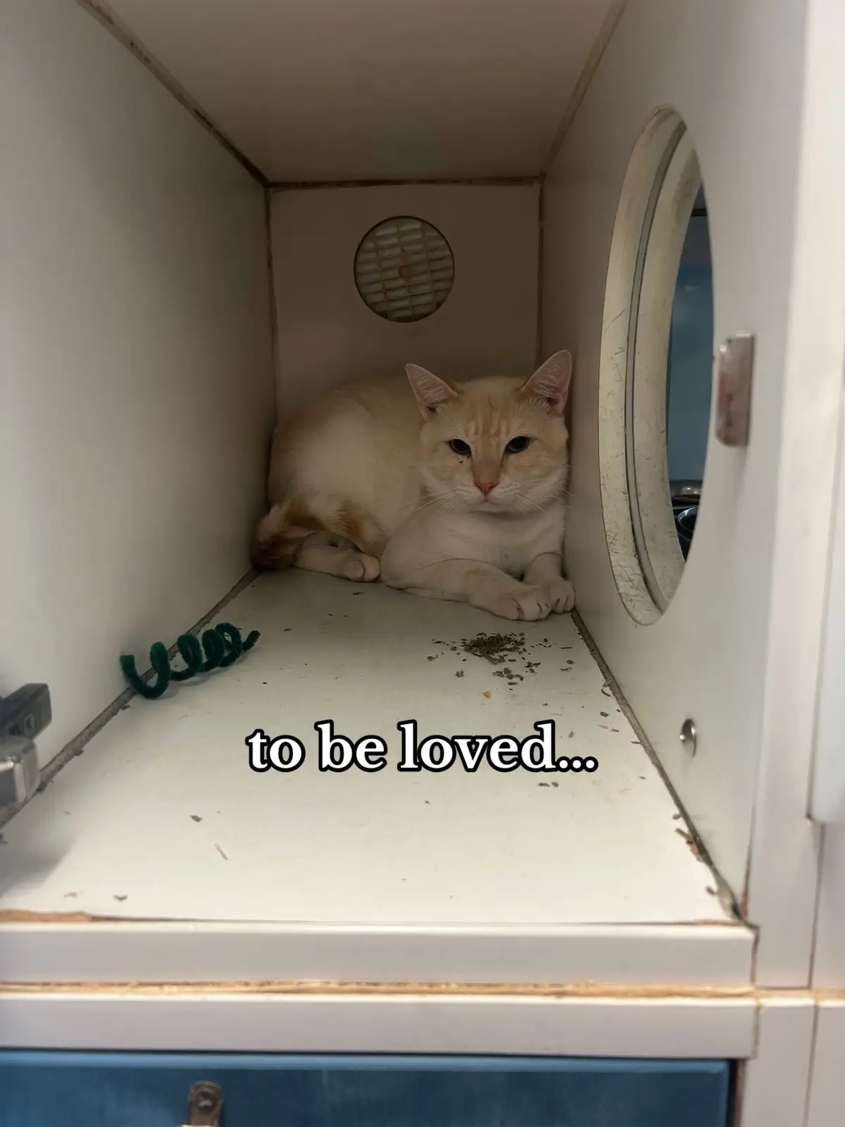 happy birthday my little piglet🥹🧡 #orangetabby #flamepointsiamese #catsoftiktok #siamesecat #siamesemix #adoption #cute 