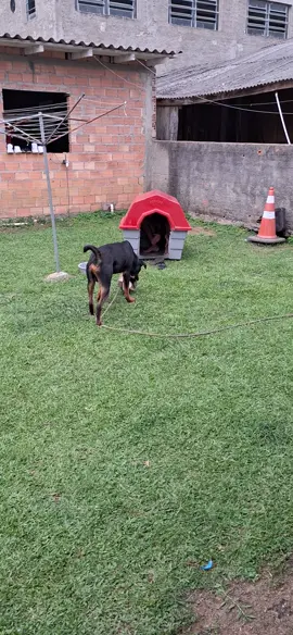 kkkkkkkkkkkkkkk nao da cara  #fyp #f #zeus #rottweiler #cachorro 