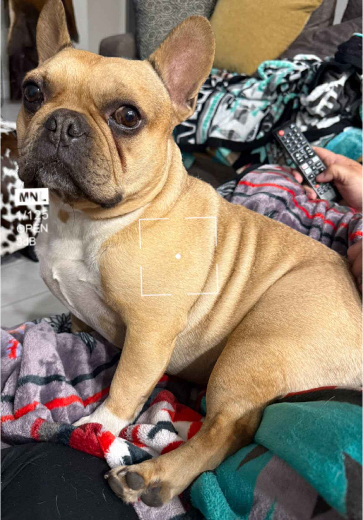 We already knew!!! ChatGpT didn’t disappoint! #frenchbulldog #frenchiesoftiktok #frenchiesoftiktok🐾💕 #frenchies @Michael Wright789 @Heather P @Bonita @madelinefonseca37 @SpyrosV26 