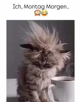 #montag #montage #foryou #viral #irrenhaus #spassmusssein #viralvideos #fypツ #fypシ゚ #fypp #fyppppppppppppppppppppppp #fypsounds #vollgas #2025 #abfahrt #fyyyyyyyyyyyyyyyy #fyp #ismiregal #gutenmorgen #katze #tiere 