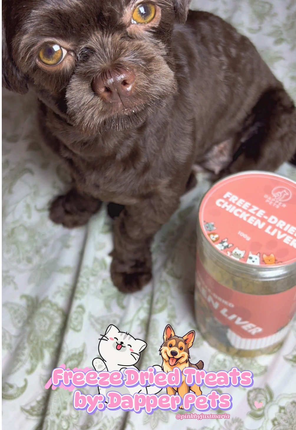 Freeze Dried Treat Chicken Liver from Dapper Pets!🌸 #freezedried #freezedriedtreats #driedtreats #forcats #fordogs #fordogsandcats #pet #pets #PetsOfTikTok #dog #dogsoftiktok #dogs #shihtzu #shihtzusoftiktok #shihtzupuppy #shihtzulovers #shihtzuphilippines #trending #tiktokshop #trendingpetproducts #chickenliver #duck #collab #collaboration #featured #somethingnew #newjourneybegins #daily #dailylife #affiliate #smallaffiliate #smallaffilliatemarketing #affiliatemarketing #affiliatetiktok #liveseller #liveselling #fy #fyp #fypage #fyppppppppppppppppppppppp #fypシ゚ #foryou #foryoupage #foryourpage #tiktokshop #tiktokph #CapCut #pinkbyjustmaria 