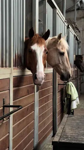 A very important conversation. #horse #horses #trending #trending #fyp #funny #contentcreator #equestrian #stables #talki 