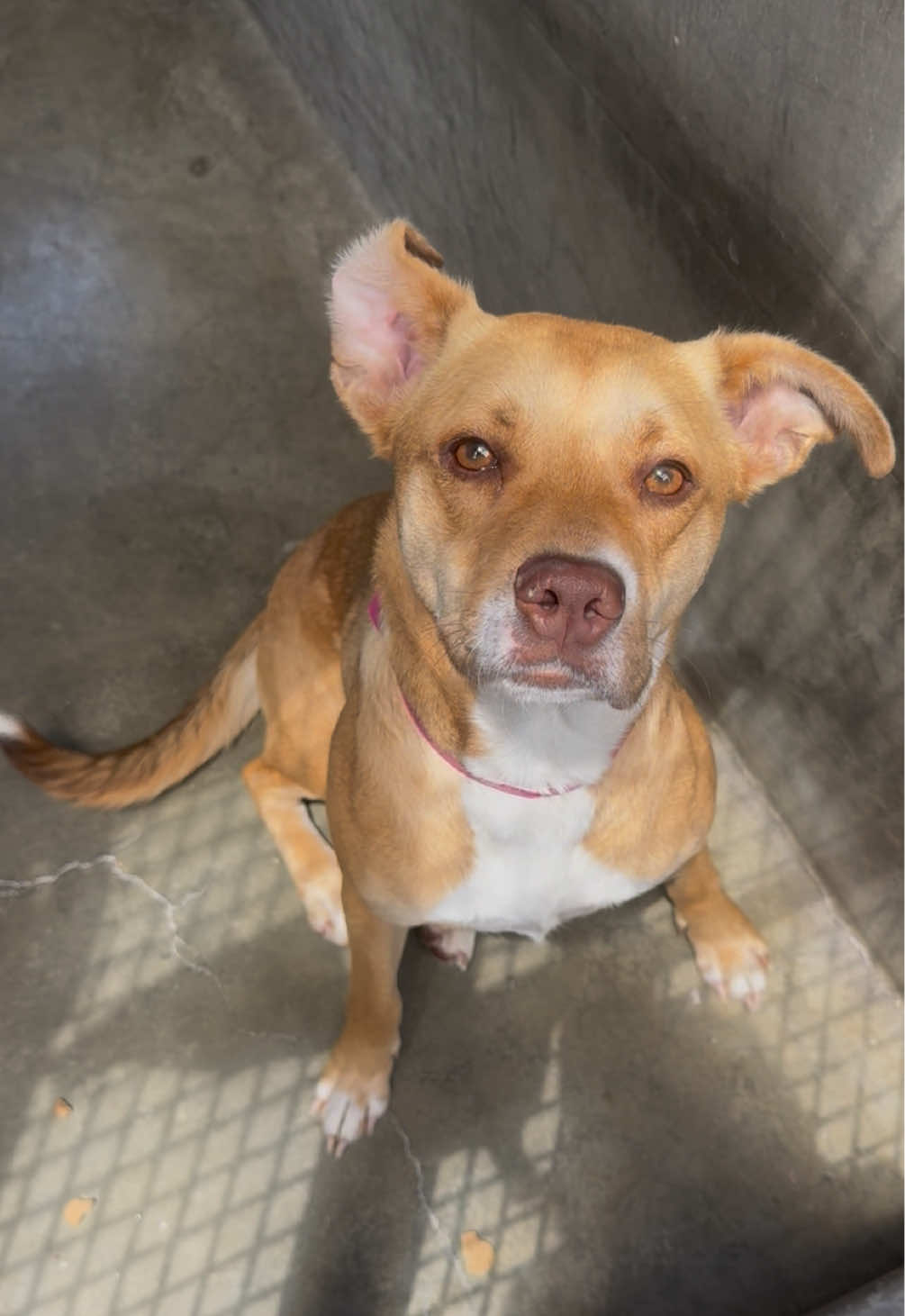 Lucy 😔❤️‍🩹 I love all 250 of these dogs in the only way that I know how- just by showing up. To be so close but feel helpless is so painful. But we won’t give up. 😔 Please please help us find Lucy’s forever happy ending. 😔❤️‍🩹 LUCY A2190607 📍South LA Animal Shelter  1850 W 60th St Los Angeles, CA  90047 United States  #fyp #foryou #foryoupageofficiall #dogs #dogs #dogsoftiktok #dogtok #rescue #rescuedogs #adopt #adoptadog #adoptdontshop #shelterdogs #shelter #foryoupage #fypofficial #doglover #doggo #dogmom #fypシ #puppy #puppies #puppytok #puppiesoftiktok#puppiesoftiktok