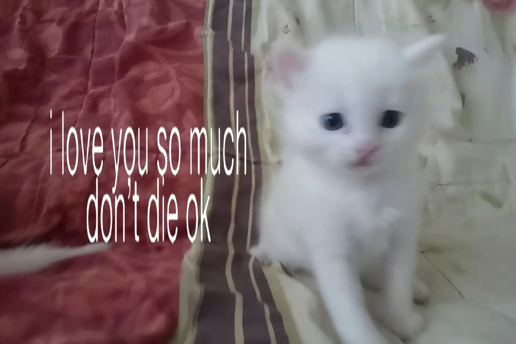 #fyp #cats #viral 