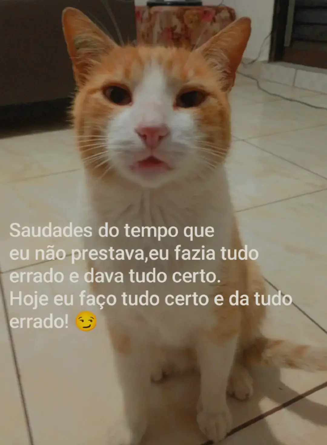 #gatostiktok 