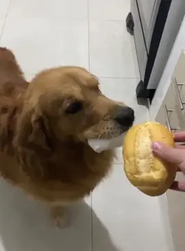 I love golden retrievers🥰😂#dog #funny #dogsoftiktok #funnyvideos #fyp 