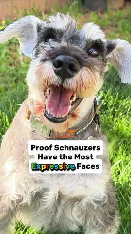 Proof ✨Schnauzers✨ have the Most Expressive Faces. #schnauzer #schnauzerthings #schnausquad #miniatureschnauzer #minischnauzer #schnauzersoftiktok #minischnauzersoftiktok #minischnauzerpuppies #minischnauzerproblems #minischnauzerpuppy #schnauzerpuppy #bestdog #bestdogbreed #bestbreedever #dogmom #schnauzermini #schnauzerminiatura #dogsmile #dogsideeye #schnauzerthings 
