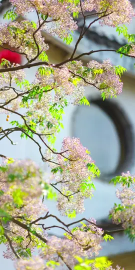 Hoa cây mâm xôi Trung Quốc ở Jinxi thật quyến rũ. #phongcanh #chualanh
