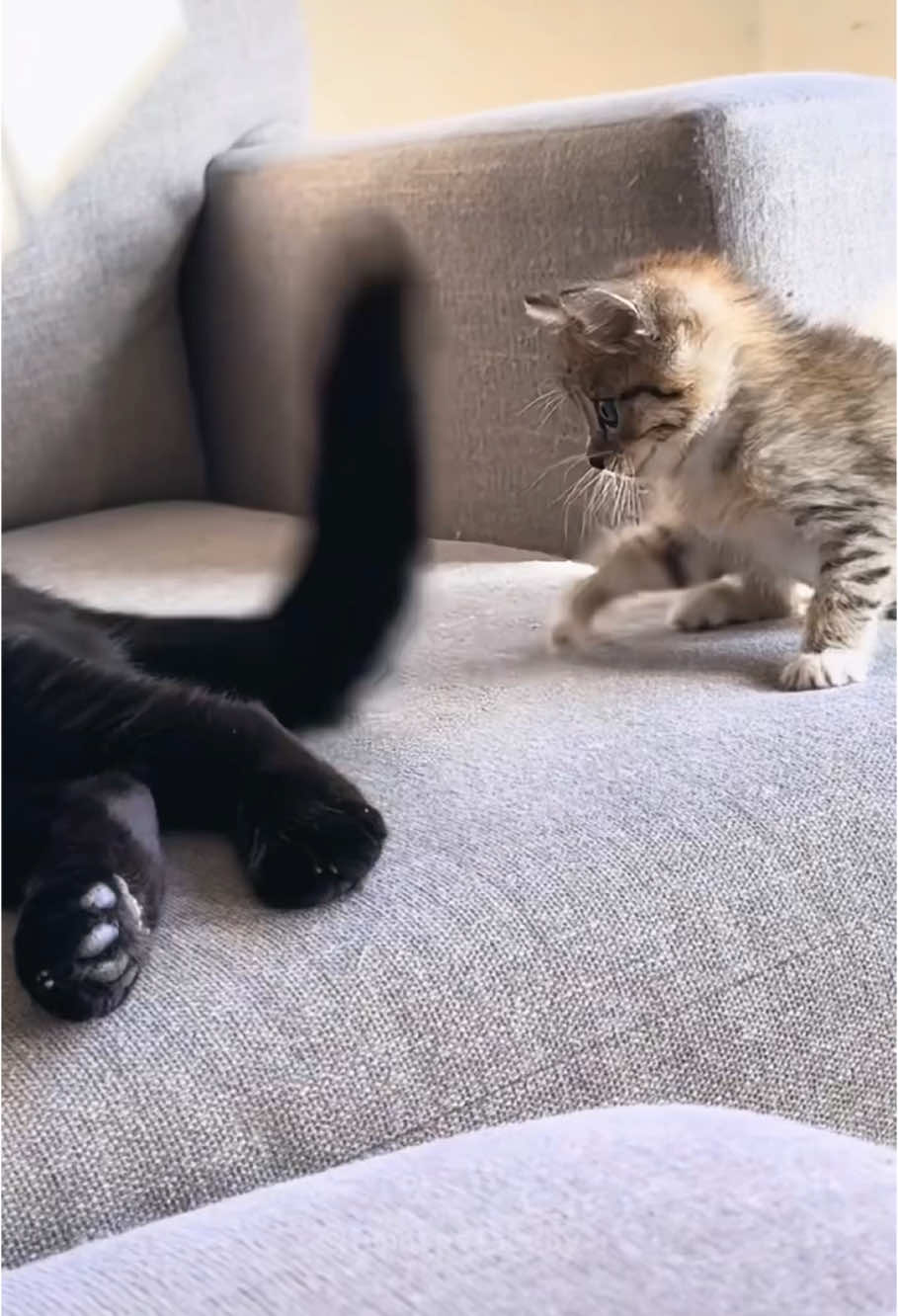 Cats and kittens😹😹 #funny #catsoftiktok #kittycat #cute #cutecat #kitten #kitty #funnyvideo #fypツ #catlover #cat 