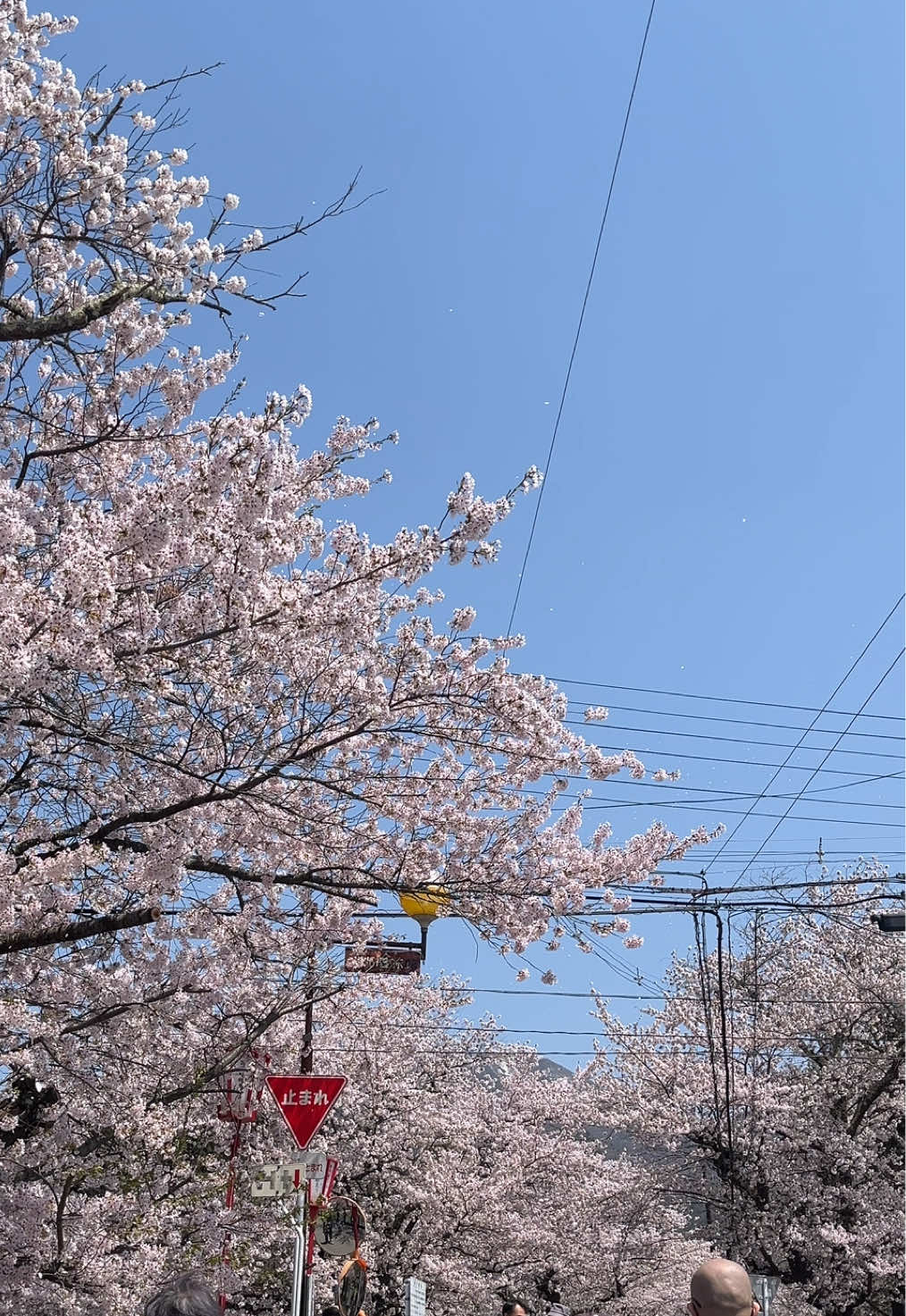 Sakura🌸 #冬と春のホテルキャンペーン #おすすめ #桜 