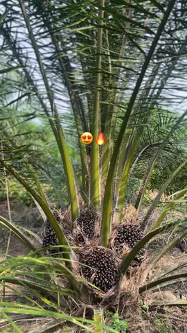 buah perdana udah segacor ini😍#fyp 