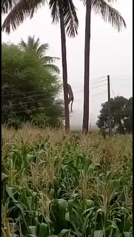 SE VOCÊS QUISEREM COLHER MILHO 🌽 VERDE NA MINHA ROÇA, PODEM IR À VONTADE.  HOJE ESTOU COM O CORAÇÃO CHEIO DE BONDADE.  #roça #milho #onça #onçapintada #aventura #perigo 