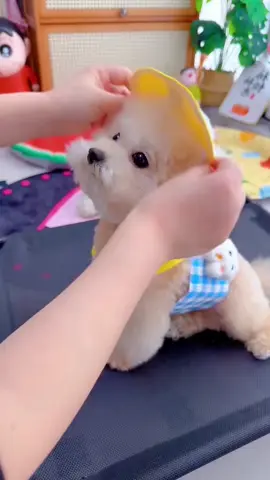 Set mũ và yếm dắt chó mèo #cute #cutedog #puppydog #puppy #fyp #dog #xyzabc #dogs 