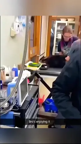 #dog #cat #funnyvideos 