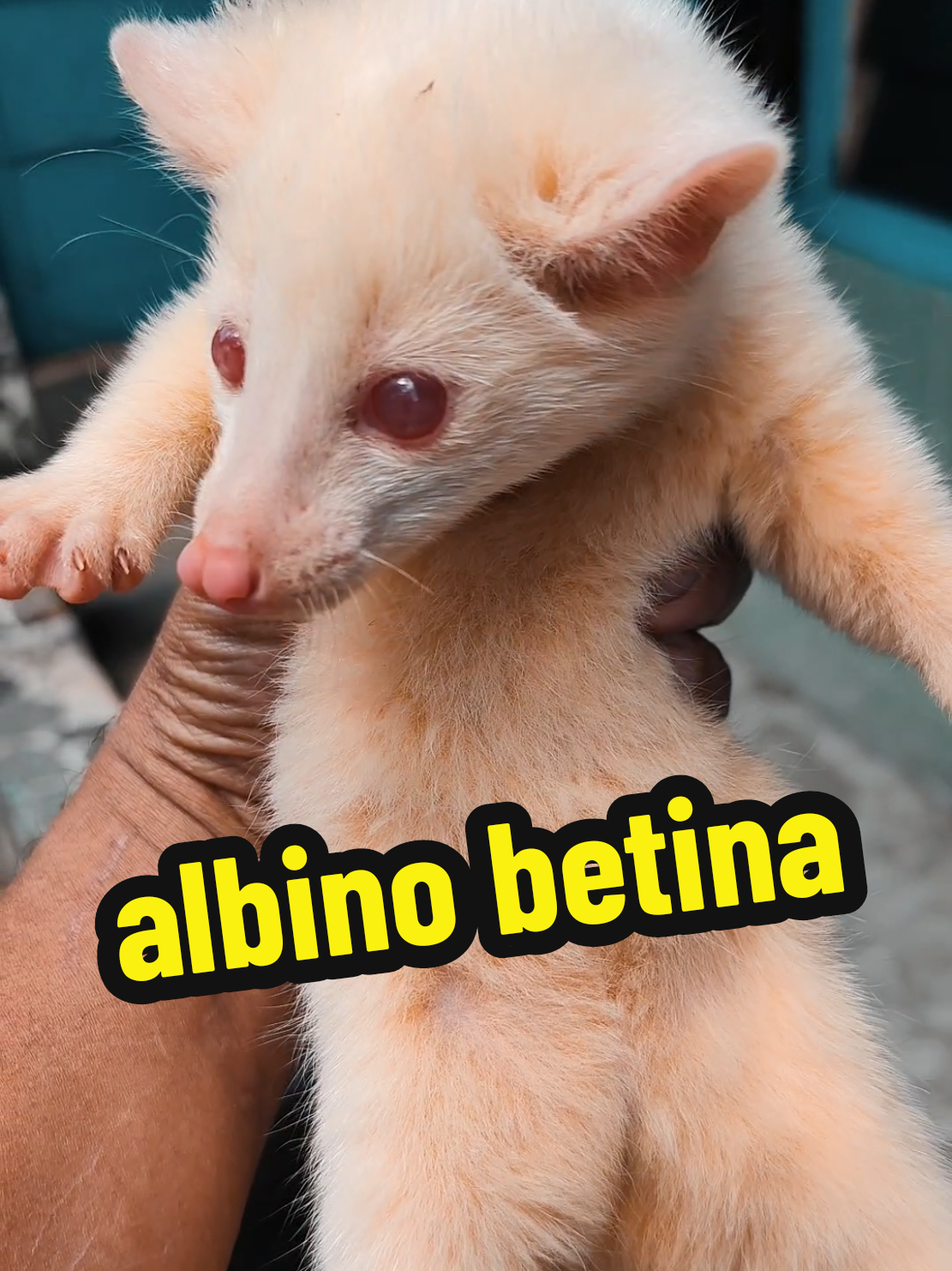 ready baby albino betina #CapCut #musangleucistic #musangbali #musanglovers #pets #musangloversindonesia #fypシ゚ #xyzabc #musangpandan #animal #musangalbino #animalsoftiktok #melanistic #peternakmusang #alasmedhioen #musangbulan #musangakar #ferret #pelestaridompe 