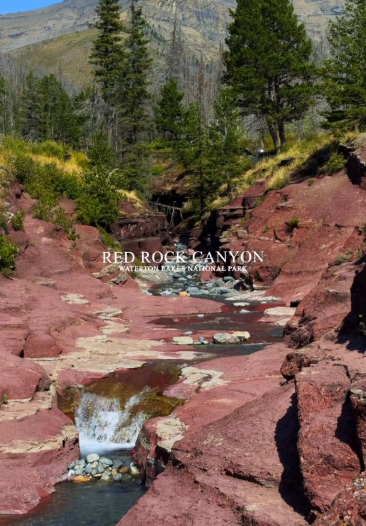 Discover the stunning Red Rock Canyon in Waterton Lakes National Park-Alberta’s must-see gem! With its unique red argillite rocks, crystal-clear glacial lakes, and scenic hiking trails, it’s the perfect spot for adventure and breathtaking photos. Whether you’re here for a quick hike or to soak in the views, this natural wonder will leave you speechless. Don’t miss out on this iconic Alberta experience!  Plan your visit now and tag your adventure buddy! #TravelwithMel #CanadaTravelogue #RedRockCanyon #WatertonLakes #AlbertaViews #ExploreAlberta #NatureLovers #HikingAdventures #GlacialLakes #TravelCanada #WildernessVibes #GetOutside #TravelGoals #InstaTravel #NaturePhotography #AdventureAwaits #ViralReels #Canada #Alberta #fyp #contentcreator #foryourpage 