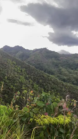 Nature 🍃  📍Talaingod-Bukidnon Road.